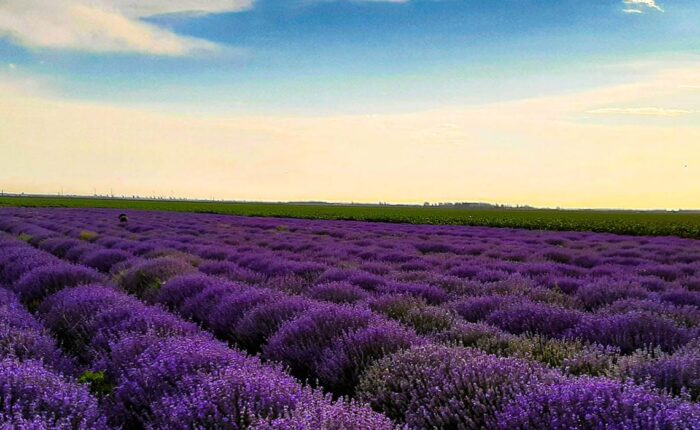 festivalul lavandei royaltrip